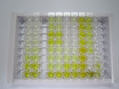 白介素4诱导蛋白1(IL4I1)检测试剂盒(酶联免疫吸附试验法)