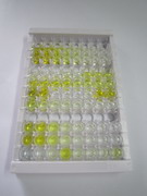 干扰素诱导跨膜蛋白2(IFITM2)检测试剂盒(酶联免疫吸附试验法)
