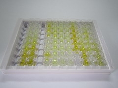 谷氨酰胺酶(GLS)检测试剂盒(酶联免疫吸附试验法)