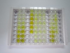 果糖胺-3-激酶(FN3K)检测试剂盒(酶联免疫吸附试验法)