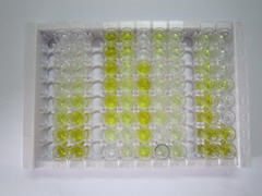 雙糖鏈蛋白聚糖(BGN)檢測(cè)試劑盒(酶聯(lián)免疫吸附試驗(yàn)法)
