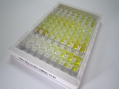 DNA甲基转移酶3A(DNMT3A)检测试剂盒(酶联免疫吸附试验法)
