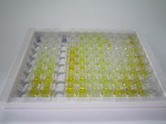δ样蛋白4(dLL4)检测试剂盒(酶联免疫吸附试验法)