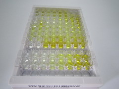 δ样蛋白1(dLL1)检测试剂盒(酶联免疫吸附试验法)