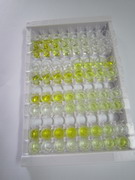 半胱氨酸蛋白酶抑制剂B(CSTB)检测试剂盒(酶联免疫吸附试验法)