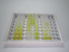 半胱氨酸蛋白酶抑制剂1(CST1)检测试剂盒(酶联免疫吸附试验法)