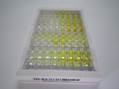 半胱氨酸丰富跨膜BMP调节因子1(CRIM1)检测试剂盒(酶联免疫吸附试验法)