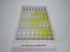 苄氯素1(BECN1)检测试剂盒(酶联免疫吸附试验法)