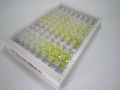 細胞骨架活性調節(jié)蛋白(ARC)檢測試劑盒(酶聯(lián)免疫吸附試驗法)
