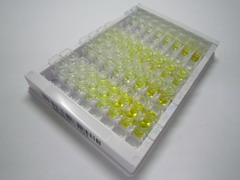 磷酸肌醇-3-激酶3(PIK3C3)检测试剂盒(酶联免疫吸附试验法)