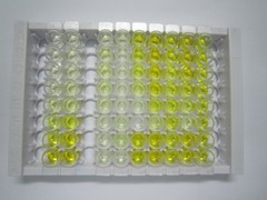 NANOG同源框蛋白(NANOG)检测试剂盒(酶联免疫吸附试验法)