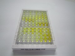 血小板反应蛋白解整合素金属肽酶4(ADAMTS4)检测试剂盒(酶联免疫吸附试验法)