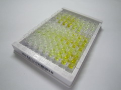 血小板反应蛋白解整合素金属肽酶9(ADAMTS9)检测试剂盒(酶联免疫吸附试验法)
