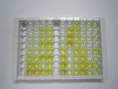蛋白酶体亚基β10(PSMb10)检测试剂盒(酶联免疫吸附试验法)