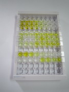 后期表达增强T-细胞活化抗原(TACTILE)检测试剂盒(酶联免疫吸附试验法)