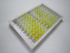 Notch同源物3(NOTCH3)检测试剂盒(酶联免疫吸附试验法)