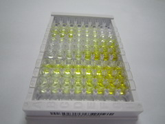 猫眼综合征染色体区候选基因1(CECR1)检测试剂盒(酶联免疫吸附试验法)