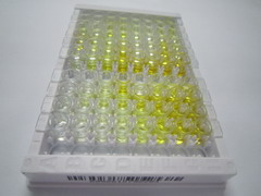 含CASP8和FADD样凋亡调节因子(CFLAR)检测试剂盒(酶联免疫吸附试验法)