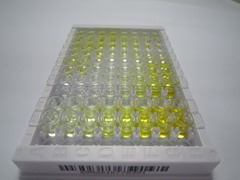 真核翻譯起始因子6(EIF6)檢測試劑盒(酶聯(lián)免疫吸附試驗法)