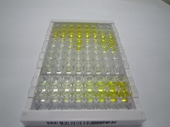 白介素1家族成员9(IL1F9)检测试剂盒(酶联免疫吸附试验法)