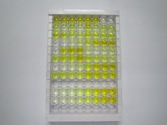 EGF样域蛋白7(EGFL7)检测试剂盒(酶联免疫吸附试验法)