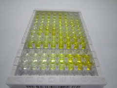EGF样域蛋白7(EGFL7)检测试剂盒(酶联免疫吸附试验法)