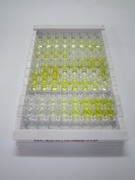微管关联蛋白1轻链3α(MAP1LC3a)检测试剂盒(酶联免疫吸附试验法)