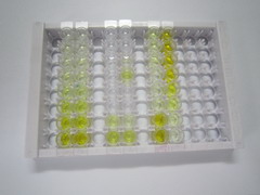 信号素3B(SEMA3B)检测试剂盒(酶联免疫吸附试验法)