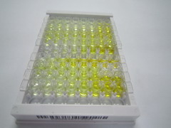 信号素3C(SEMA3C)检测试剂盒(酶联免疫吸附试验法)