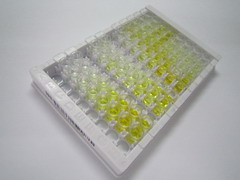 活化T-细胞核因子1(NFATC1)检测试剂盒(酶联免疫吸附试验法)