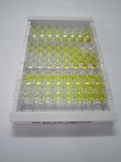 蛋白L-异天冬氨酸-O-甲基转移酶(PCMT1)检测试剂盒(酶联免疫吸附试验法)