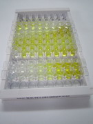环形交叉轴突导向受体同源物1(ROBO1)检测试剂盒(酶联免疫吸附试验法)