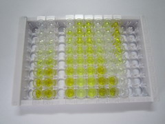R-脊椎蛋白1(RSPO1)检测试剂盒(酶联免疫吸附试验法)