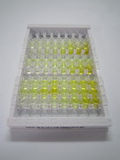 盐诱导激酶2(SIK2)检测试剂盒(酶联免疫吸附试验法)