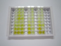 特异性蛋白1(Sp1)检测试剂盒(酶联免疫吸附试验法)