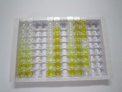 睾素1(TIC1)检测试剂盒(酶联免疫吸附试验法)