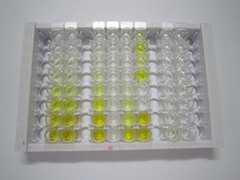 类固醇5α还原酶1(SRD5a1)检测试剂盒(酶联免疫吸附试验法)