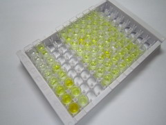 CD200受体1(CD200R1)检测试剂盒(酶联免疫吸附试验法)