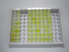 血管生成素樣蛋白6(ANGPTL6)檢測試劑盒(酶聯免疫吸附試驗法)