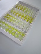 肌球蛋白重链7B(MYH7B)检测试剂盒(酶联免疫吸附试验法)