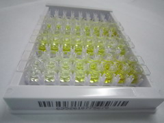 碳分解代谢物阻遏4样蛋白(CCRN4L)检测试剂盒(酶联免疫吸附试验法)