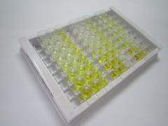 RAD23同源物B(RAD23B)检测试剂盒(酶联免疫吸附试验法)