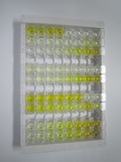 细胞色素P450家族成员3A7(CYP3A7)检测试剂盒(酶联免疫吸附试验法)