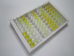 細(xì)胞色素P450家族成員2C9(CYP2C9)檢測試劑盒(酶聯(lián)免疫吸附試驗(yàn)法)