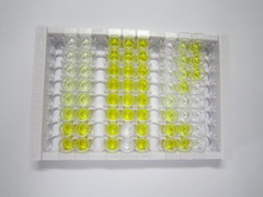 白介素1θ(IL1q)检测试剂盒(酶联免疫吸附试验法)