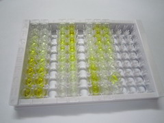 透明质酸氨基葡糖苷酶1(HYAL1)检测试剂盒(酶联免疫吸附试验法)