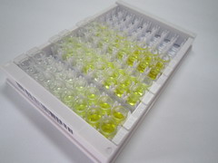 TBC1域家族成员13(TBC1D13)检测试剂盒(酶联免疫吸附试验法)