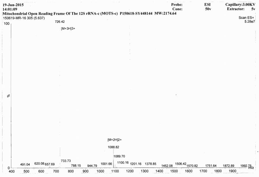线粒体开放阅读框12S rRNA-C(MOTS-c)合成多肽
