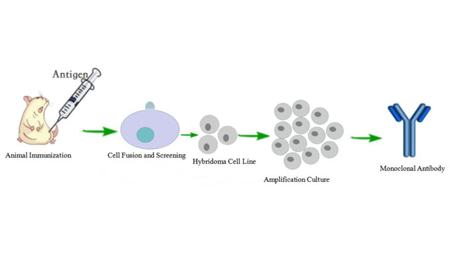 Monoclonal Antibody Customized Service