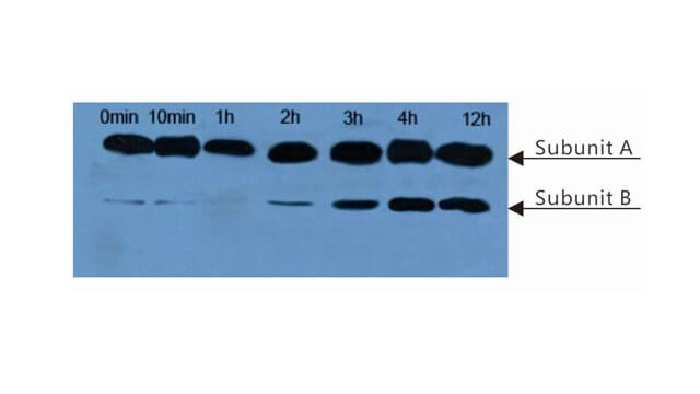 Western Blot (WB) Experiment Service